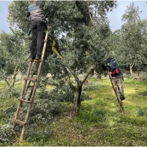 Olive 4
